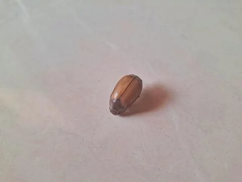 Brown Beetle on Neutral Background Stock Photos