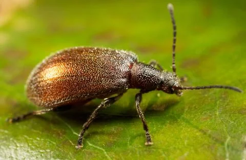 Brown beetle Stock Photos