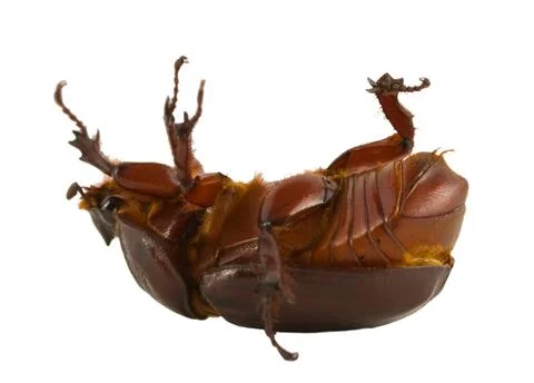 Brown beetle Stock Photos