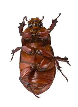 Brown beetle Stock Photos