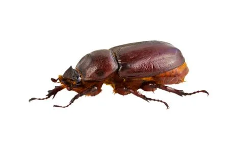 Brown beetle Stock Photos