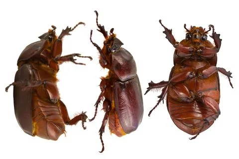Brown beetle Stock Photos