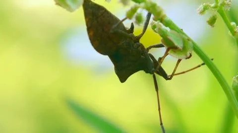 Brown beetle sitting on a green leaf 库存影片 11290764