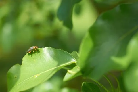 Brown beetle sitting on leaf of a tree Stock Photos