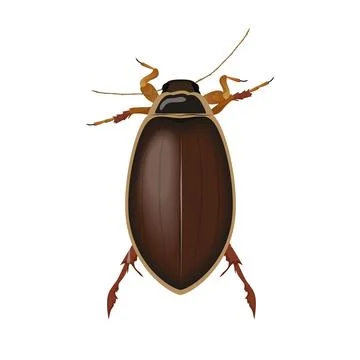 Brown beetle, top view of bug with antennae and legs, insect pest 스톡 일러스트
