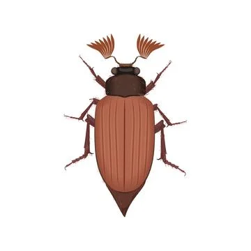 Brown beetle, top view of crawly summer agriculture field insect Stock Illustration