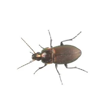Brown beetle on a white background Foto stock
