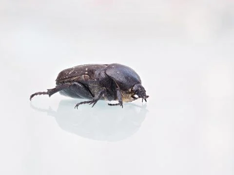 Brown beetle on white table Stock Photos