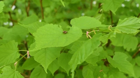 The brown beetles mating on a piece of walnut on the background of green leaves Stock Footage 89774957