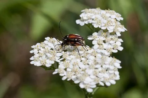 Brown beetles on white in spring. Stock Photos