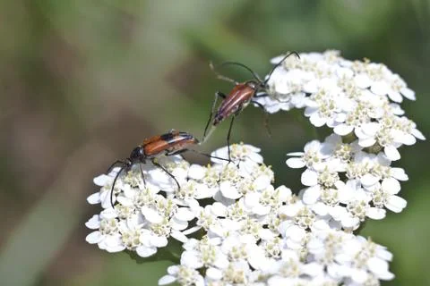 Brown beetles on white in spring. Stock Photos