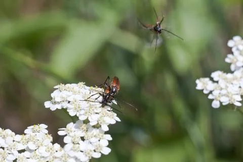 Brown beetles on white in spring. Stock Photos