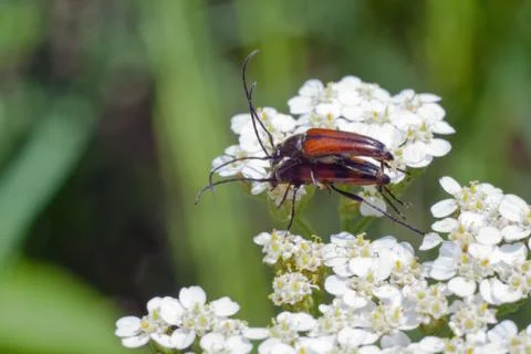 Brown beetles on white in spring. Stock Photos