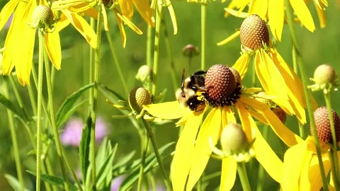 Brown Belted Bumble Bee, Bombus griseocollis, on Yellow Coneflower blossom. Stock Footage 203923952