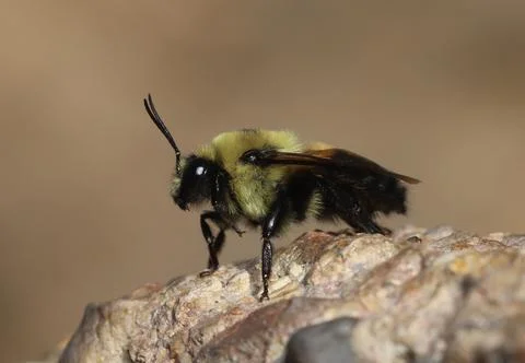 Brown-Belted Bumblebee Foto stock
