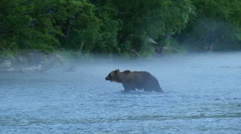 Brown beqar catching salmon Stock Footage 67753955