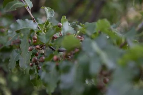 Brown Berries on Tree Stock Photos