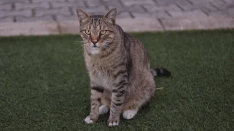 Brown big cat sitting and laying down Stock Footage 135458265