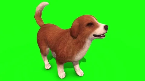 Brown Big Dog Bark Front Green Screen 3D Rendering Animation Stock Footage 80750712