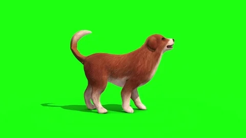 Brown Big Dog Bark Side Green Screen 3D Rendering Animation Stock Footage 80750722