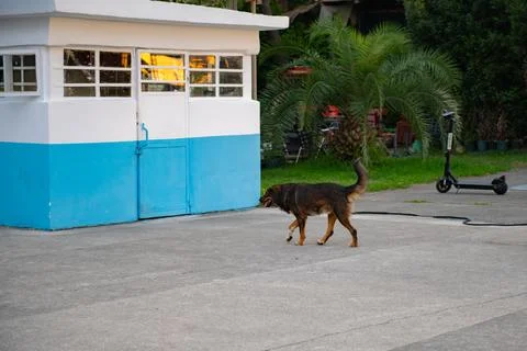 Brown big dog walking down the street Stock Photos