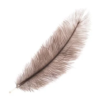 Brown big feather Stock Photos