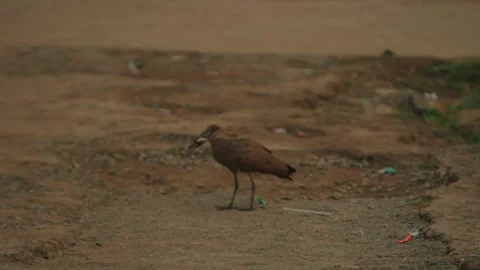 Brown bird with crest on its head caught small fish and amusingly tosses it in Видео 314947291