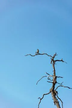 Brown bird on dead tree Stock Photos