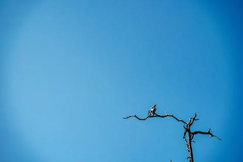 Brown bird on dead tree Stock Photos