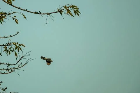 Brown bird flying through open sky near green tree branches scenic. Stock Photos