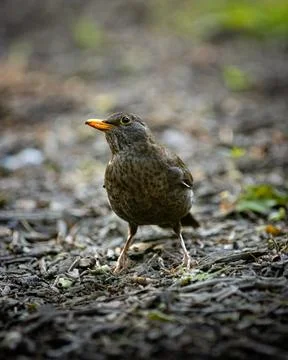 Brown bird in the forest Stock Photos