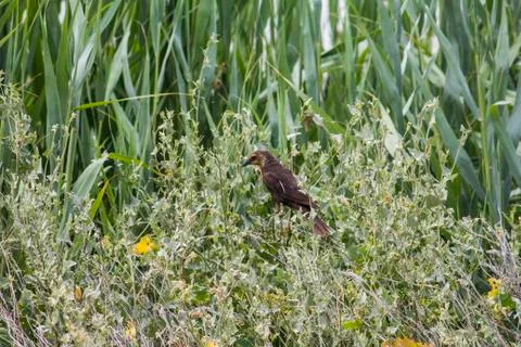 Brown bird in the grass Foto stock