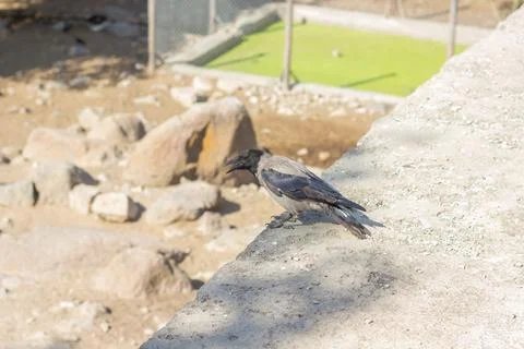 The brown bird on the ground 스톡 사진