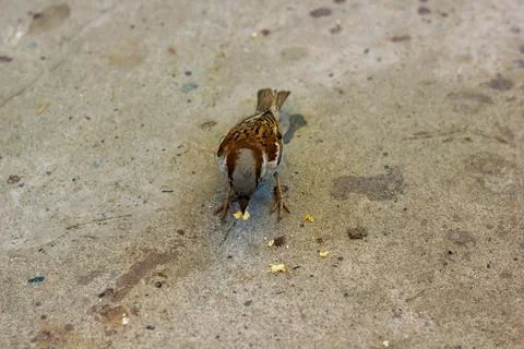 The brown bird on the ground Stock Photos