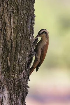 A brown bird is perched on a tree branch Stock Photos