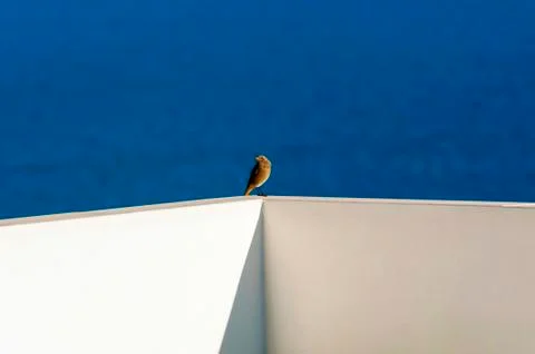 Brown bird Stock Photos