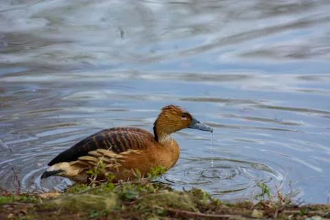 Brown bird 스톡 사진