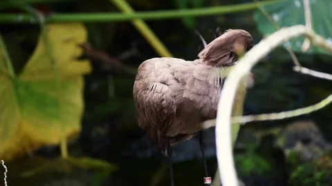 Brown Bird Preening Pond Stock Footage 76756284