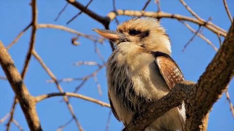 A brown bird with a sharp beak sits on a tree branch Foto stock