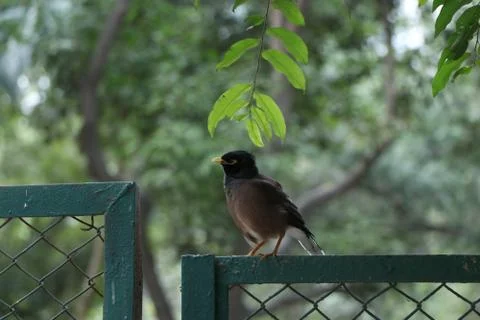 Brown bird sit in the tree Stock Photos