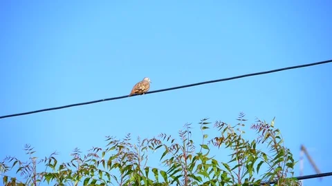 Brown Bird sitting on Electric Cable with Blue Sky in background. Stock Footage 121236260