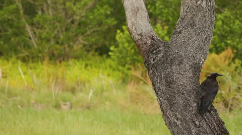 Brown Bird Sitting on Tree in Grassland Stock Footage 26751906