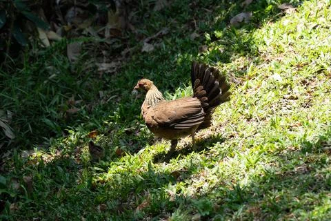 Brown bird stands on grassy patch Stock Photos