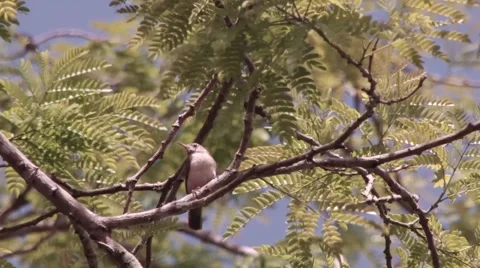 Brown bird in a tree. Video stock 65467286