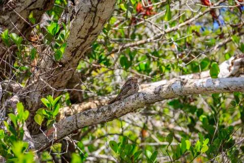 Brown bird in tree Stock Photos