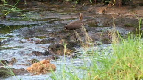 Brown bird walking across stream Stock Footage 749762