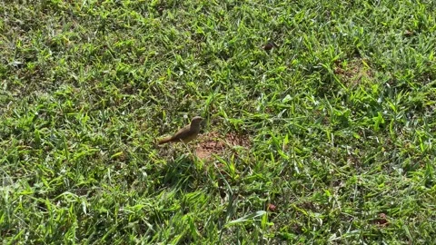 Brown bird walking on the grass ground Видео 135841550