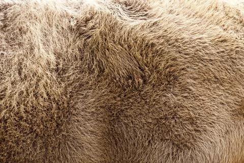 Brown bison skin Stock Photos