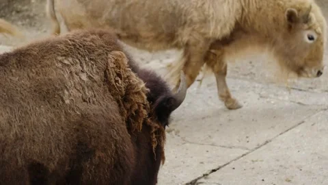 Brown bison walking on concrete ground with a lighter red bison moving behind in Stock Footage 325791428