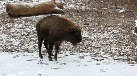 Brown bison walking in winter forest Stock Footage 56773997